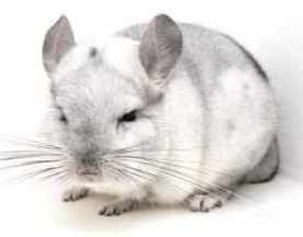 Chinchilla Babies