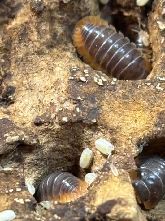 CUBARIS SP MIYAKO JAPANESE RED EDGE Isopods Each 1 count =10+ Pods