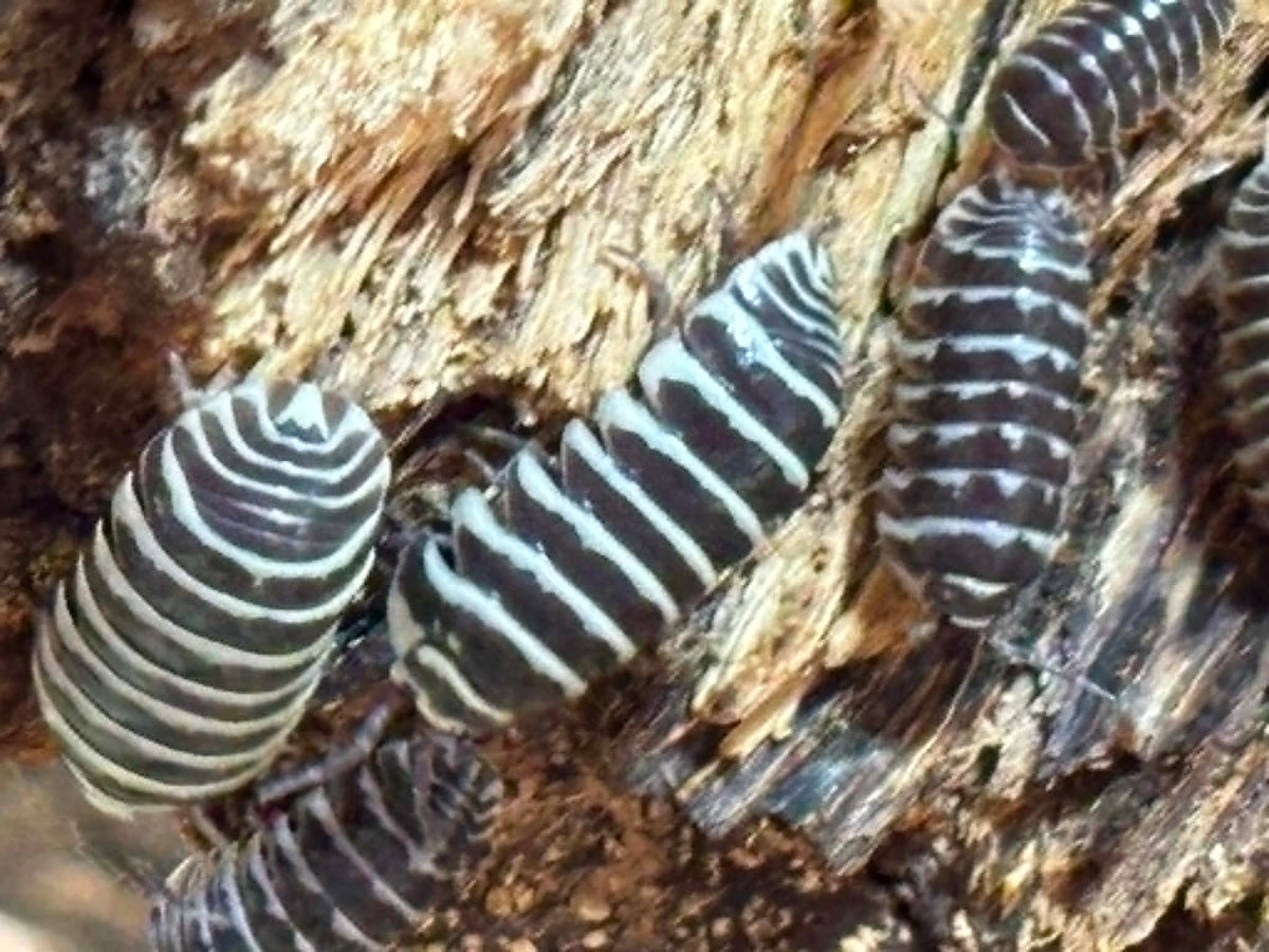 ARMADILLIDIUM MACULATUM --ZEBRA Isopods 10+
