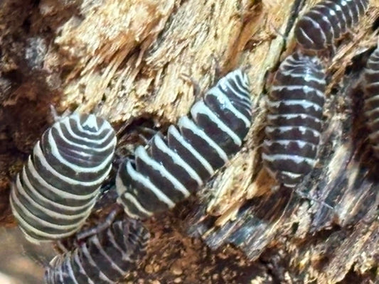 ARMADILLIDIUM MACULATUM --ZEBRA Isopods 10+
