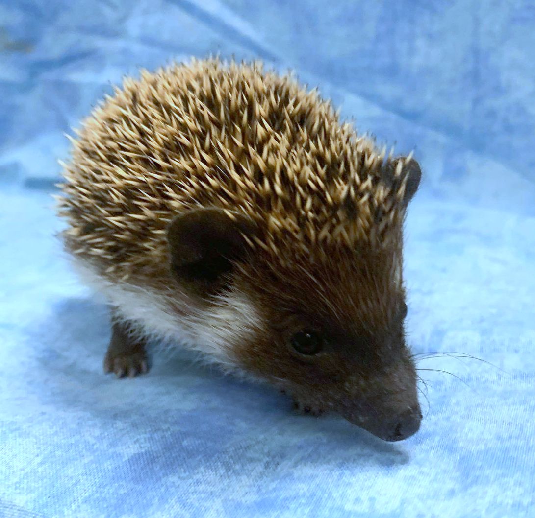 African Pygmy Hedgehog Babies – Cuddly Companions by PNC Family FInds