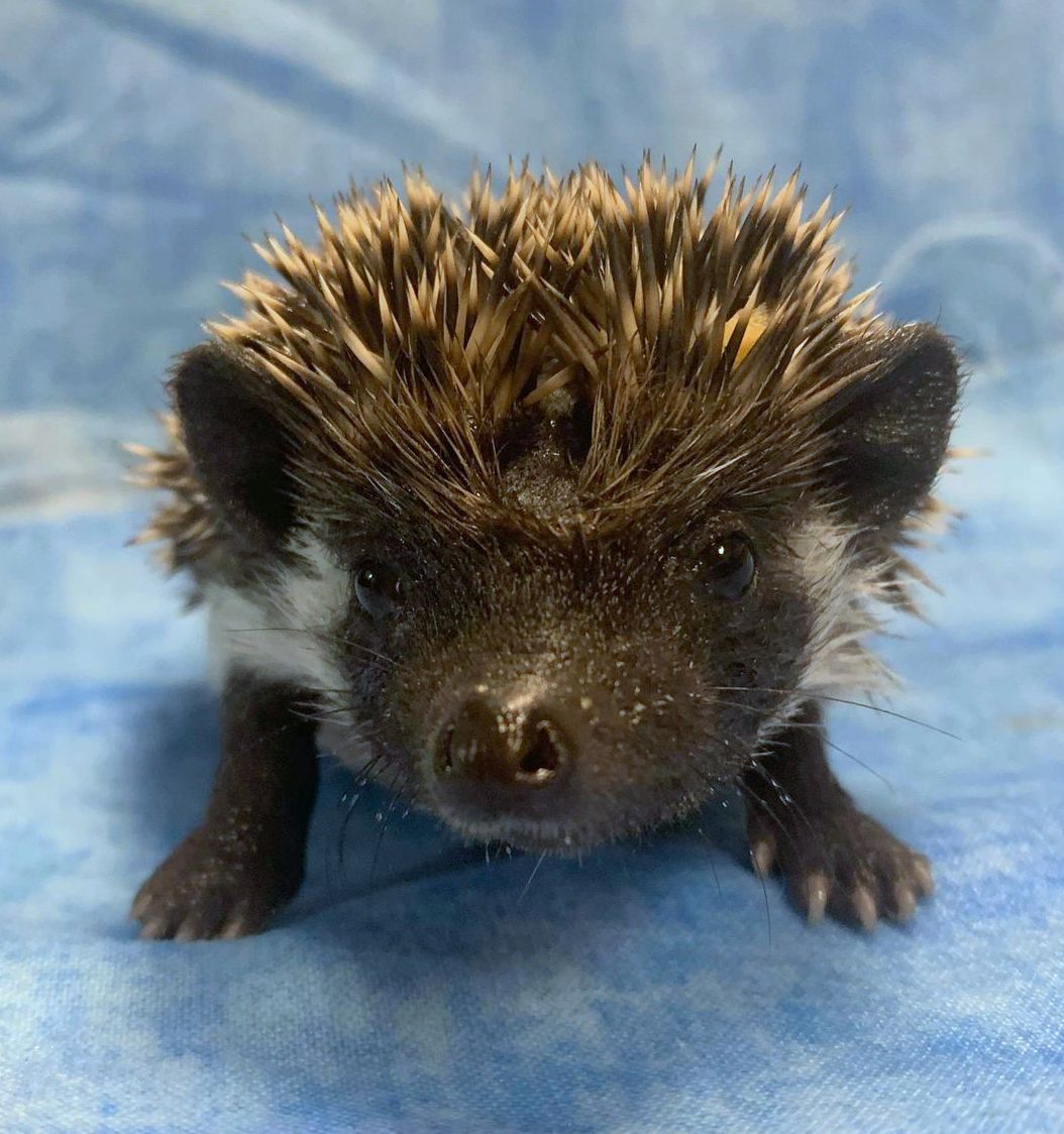 African Pygmy Hedgehog Babies – Cuddly Companions by PNC Family FInds