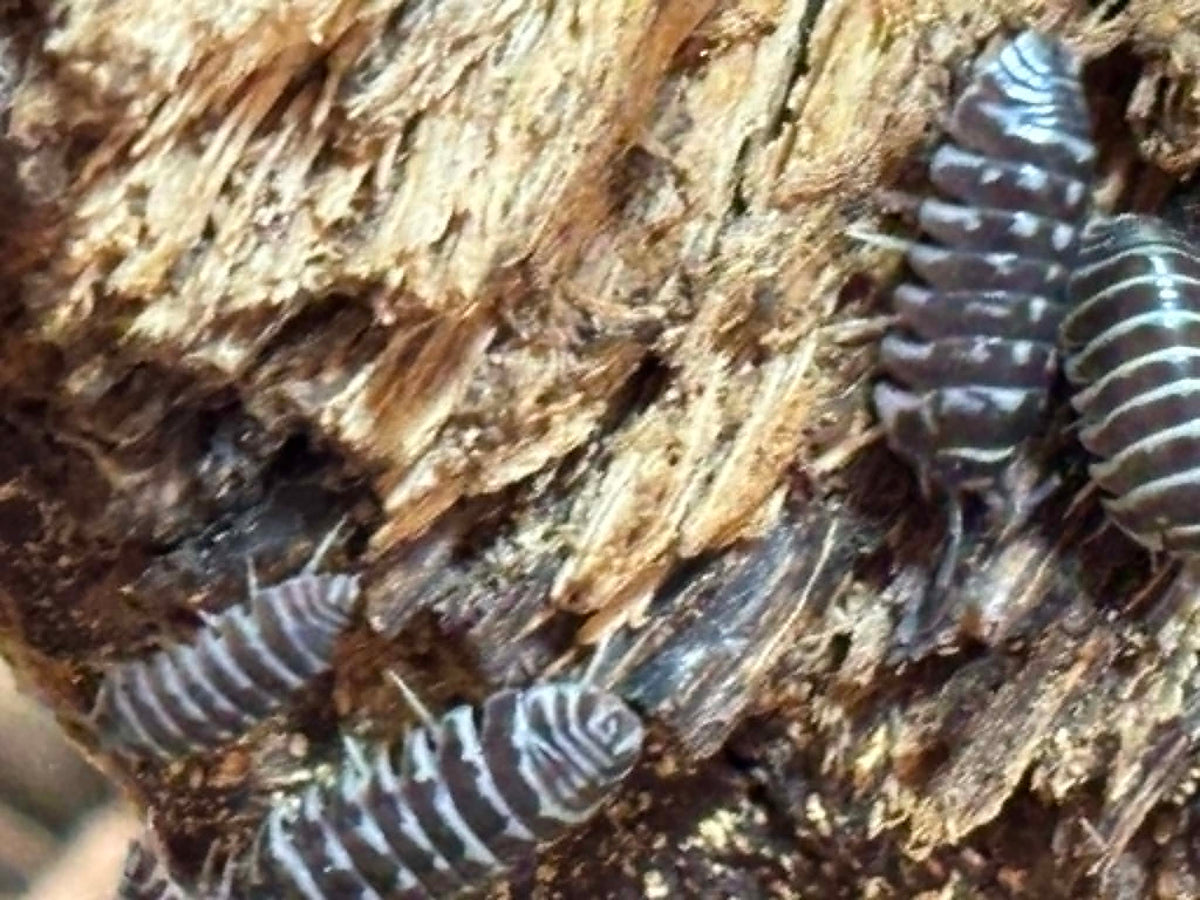 ARMADILLIDIUM MACULATUM --ZEBRA Isopods 10+