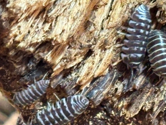ARMADILLIDIUM MACULATUM --ZEBRA Isopods 10+