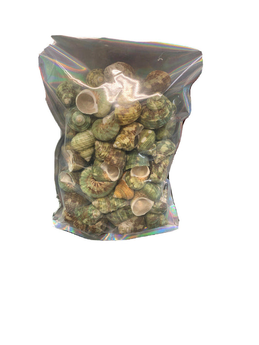 Aquarium Shell Decor