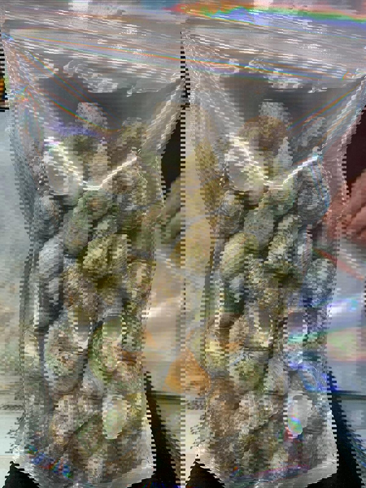 Green Sea Shells in a clear bag, showcasing various shapes and textures.