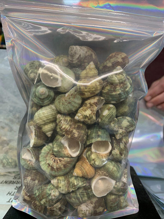 Green Sea Shells in a clear bag, showcasing various shapes and textures.