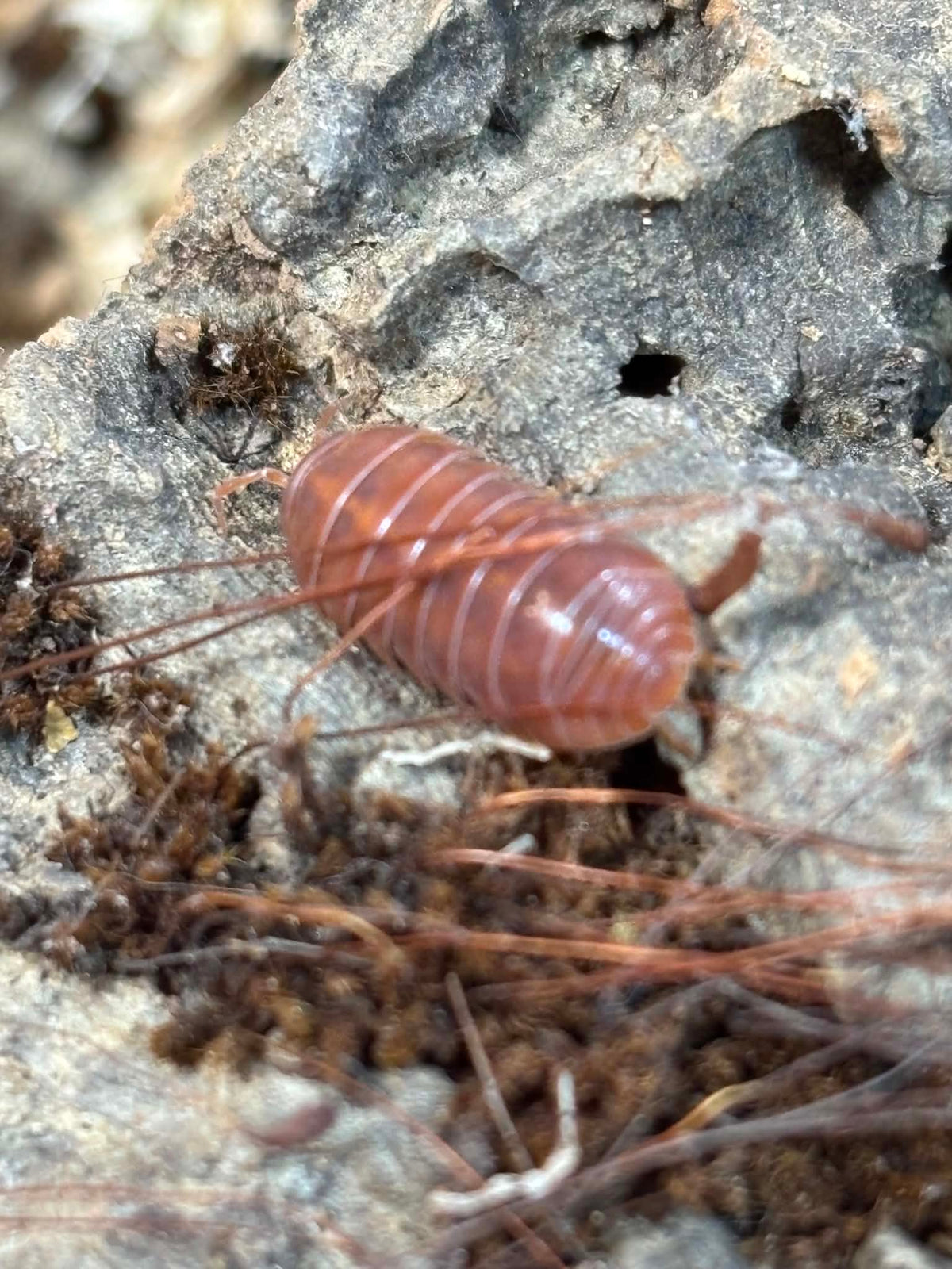 ARMADILLIDIUM VULGAR --Orange Vigor Each 1 count =10+ Pods