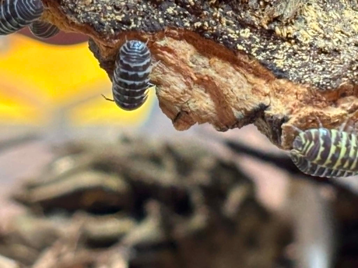 ARMADILLIDIUM MACULATUM --ZEBRA Isopods 10+
