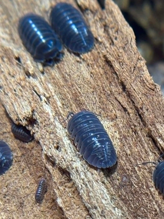 ARMADILLIDIUM DEPRESSUM Isopods 10+