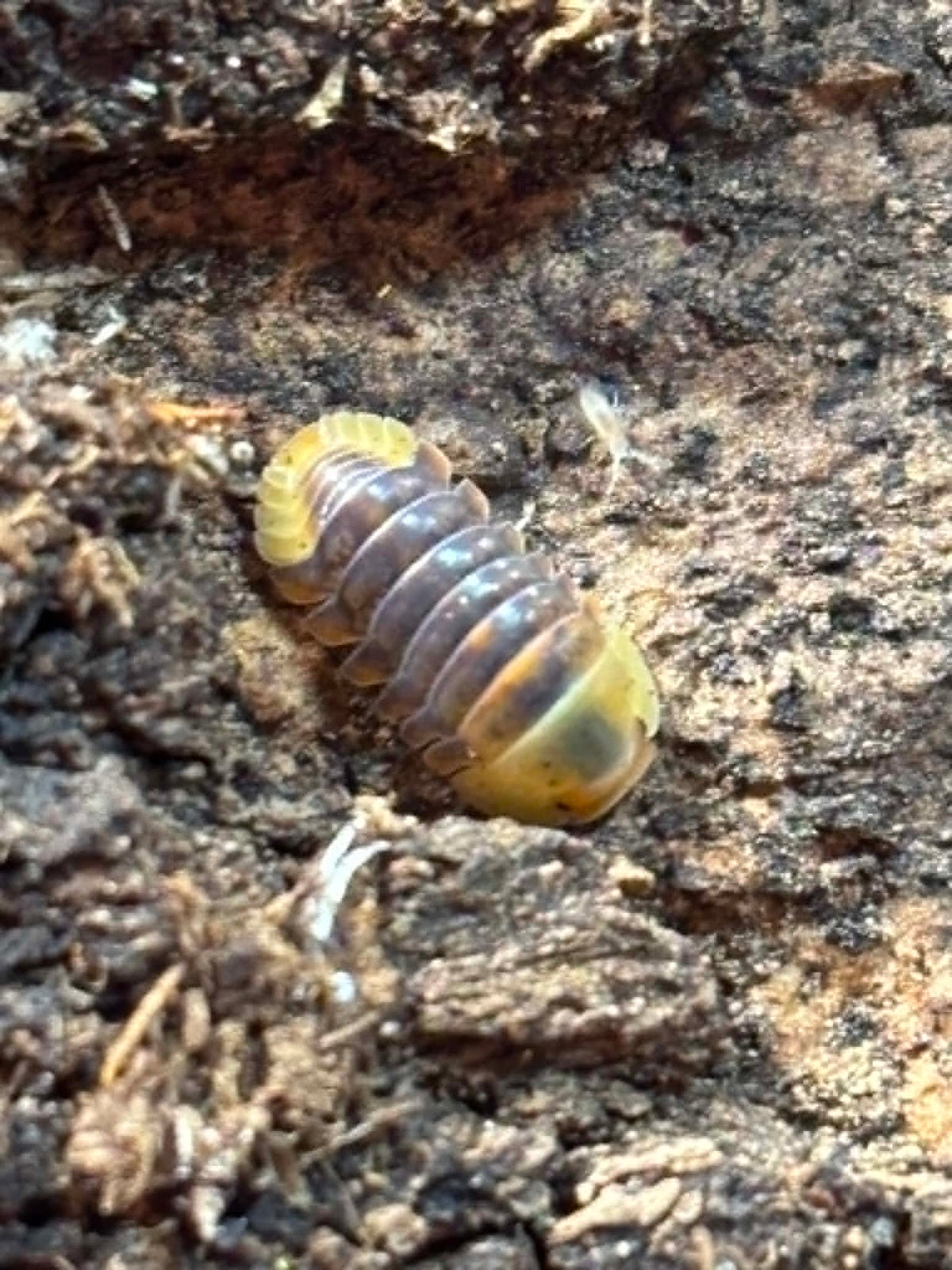 CUBARIS RUBBER DUCKY Isopods Each 1 count =10+ Pods