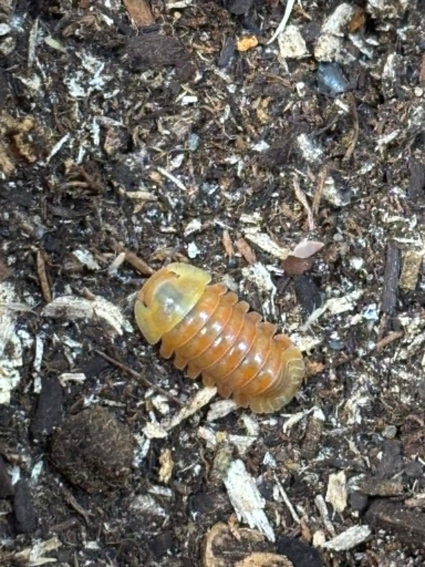 CUBARIS RUBBER DUCKY Isopods Each 1 count =10+ Pods