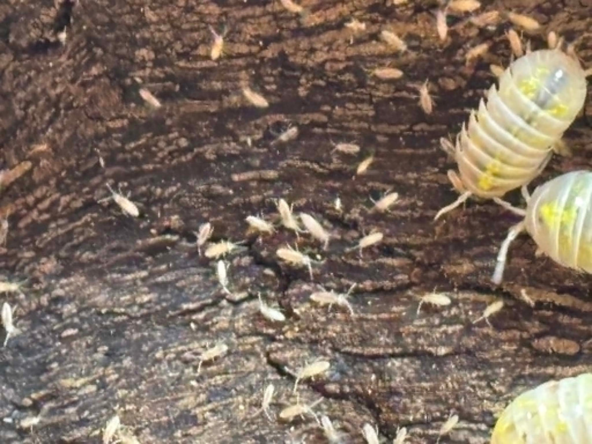 ARMADILLIDIUM VULGAR --MAGIC POTION Each 1 count =10+ Pods
