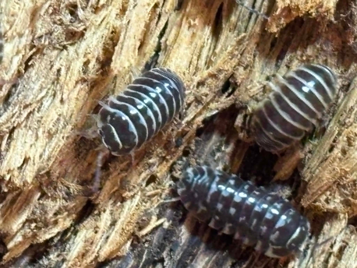 ARMADILLIDIUM MACULATUM --ZEBRA Isopods 10+