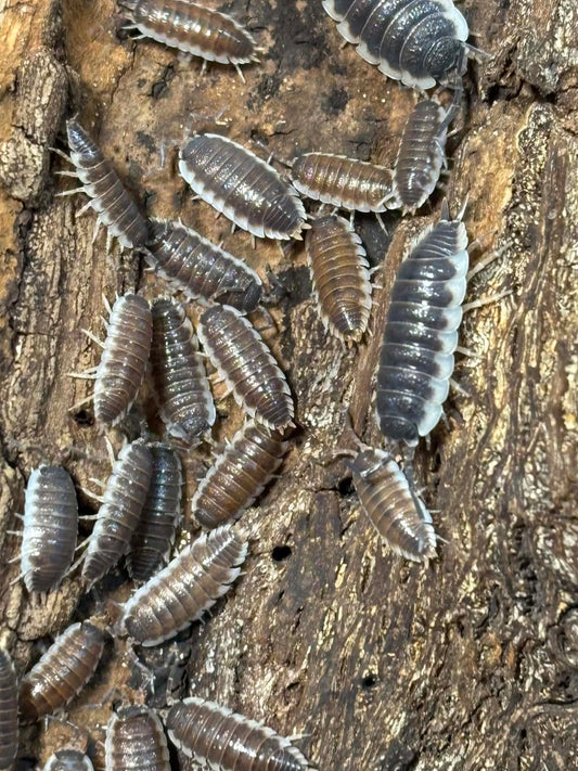 PORCELLIO SP SEVILLA/ hoffmannseggi -- "Chocolate" or Regular "Blues" Each 1 count =10+ Pods