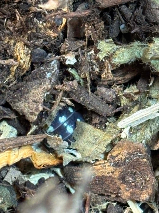ARMADILLIDIUM GESTROL-- ZINGER Isopods  Each 1 count =10+ Pods