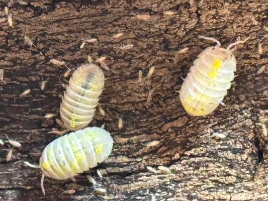 ARMADILLIDIUM VULGAR --MAGIC POTION Each 1 count =10+ Pods