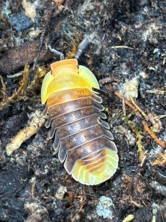 CUBARIS RUBBER DUCKY Isopods Each 1 count =10+ Pods