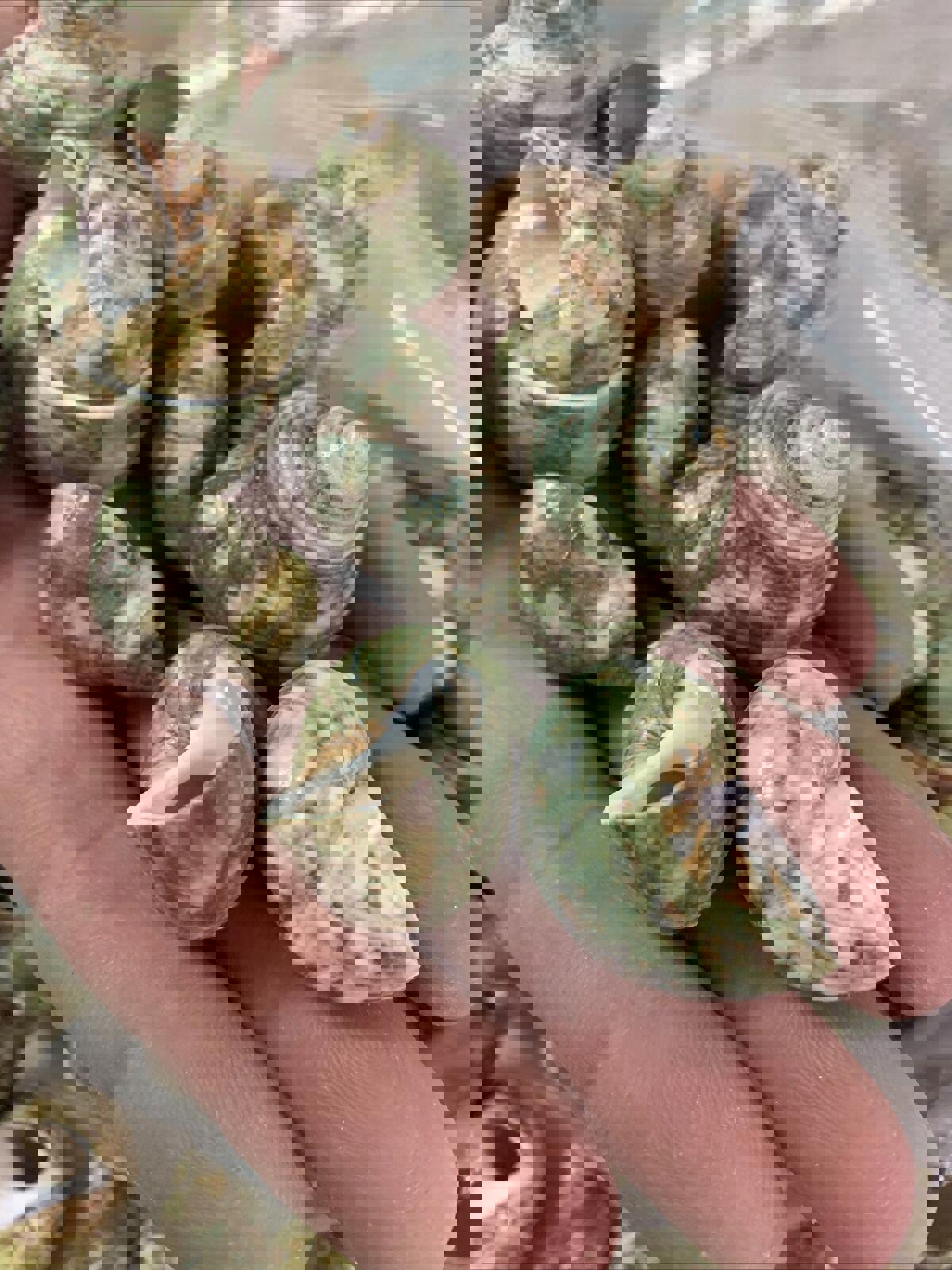 Natural Sea Shells 2 Pounds of Clean Very pretty green colored