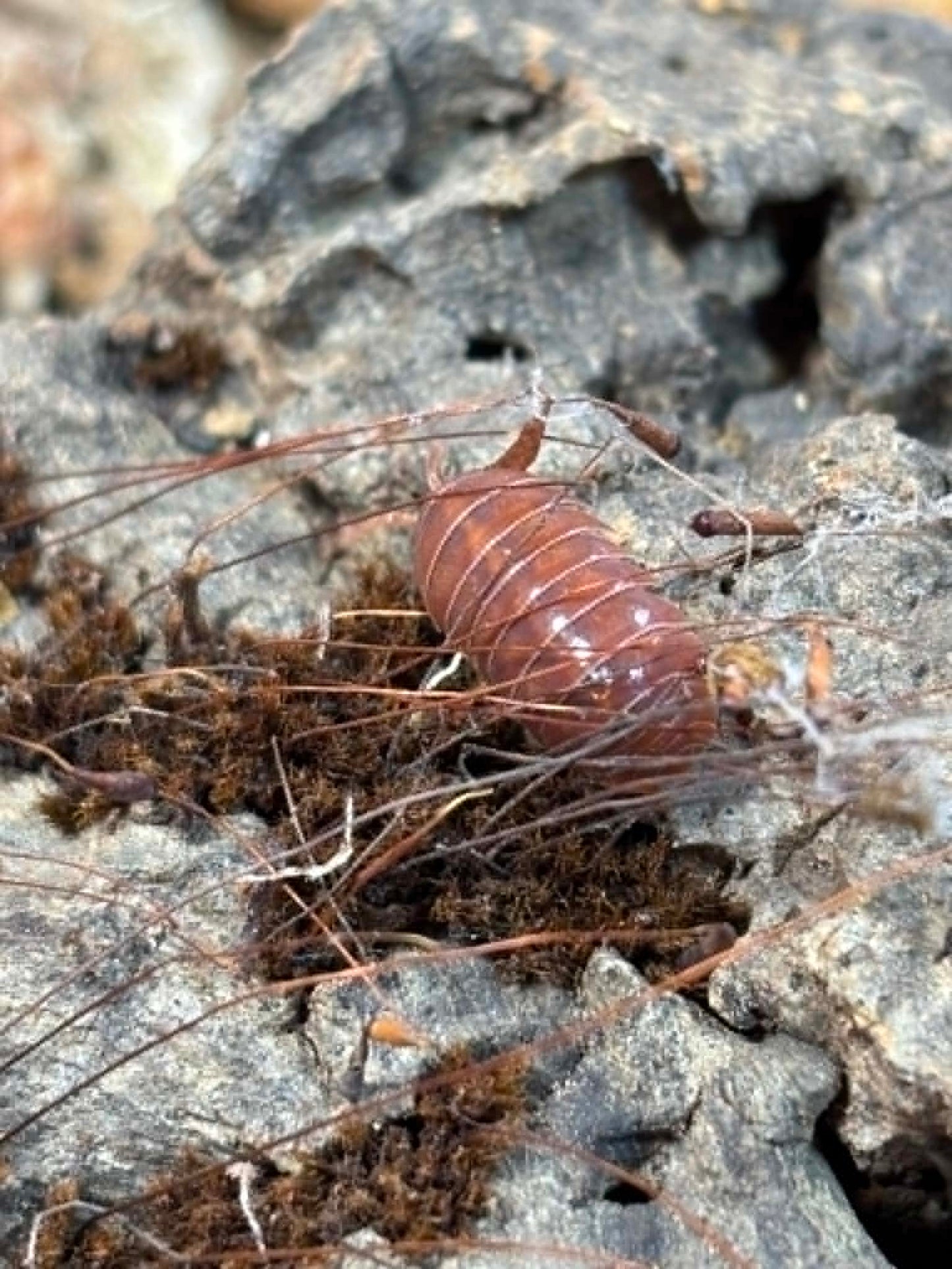ARMADILLIDIUM VULGAR --Orange Vigor Each 1 count =10+ Pods