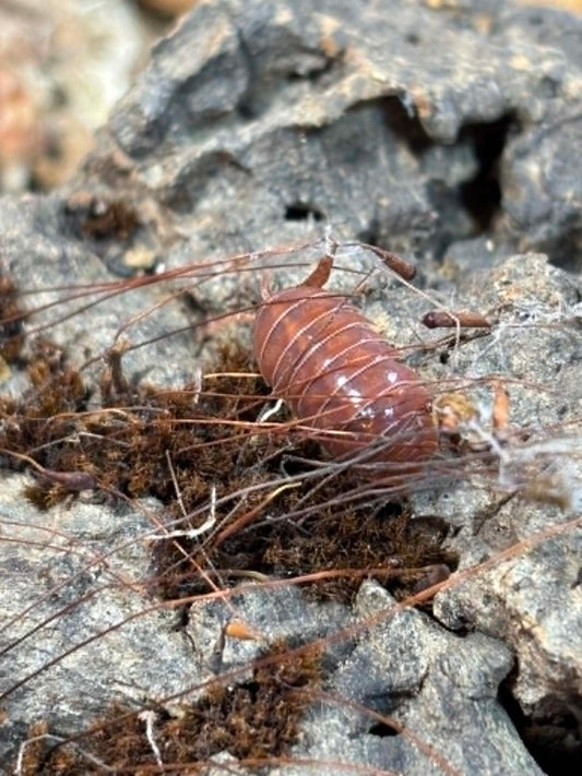 ARMADILLIDIUM VULGAR --Orange Vigor Each 1 count =10+ Pods