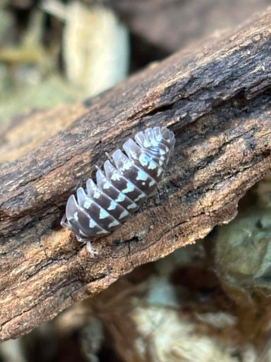 ARMADILLIDIUM GESTROL-- ZINGER Isopods  Each 1 count =10+ Pods