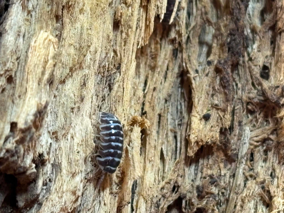 ARMADILLIDIUM MACULATUM --ZEBRA Isopods 10+