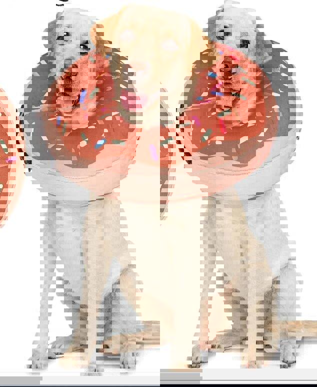 Dog Air Cone, Plastic  Alternative After Surgery or Hot spots Large /Giant Dogs