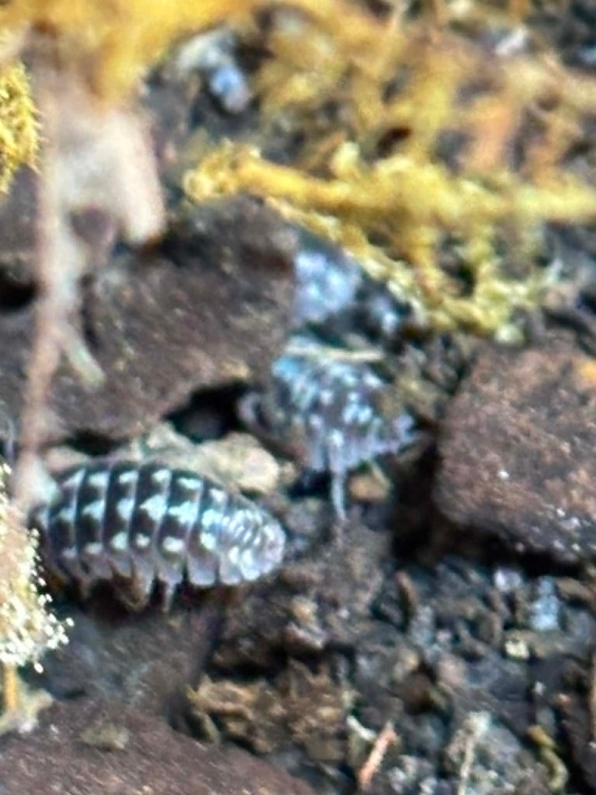ARMADILLIDIUM GESTROL-- ZINGER Isopods  Each 1 count =10+ Pods