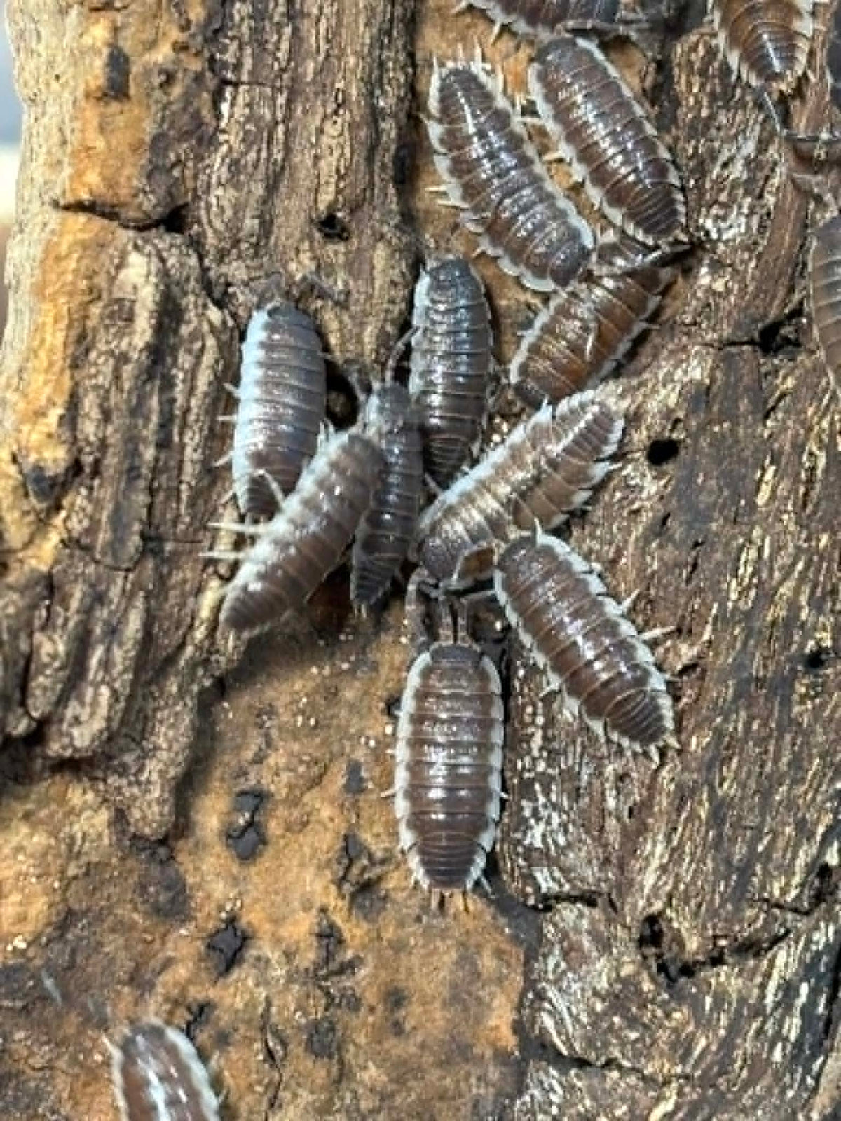 PORCELLIO SP SEVILLA/ hoffmannseggi -- "Chocolate" or Regular "Blues" Each 1 count =10+ Pods