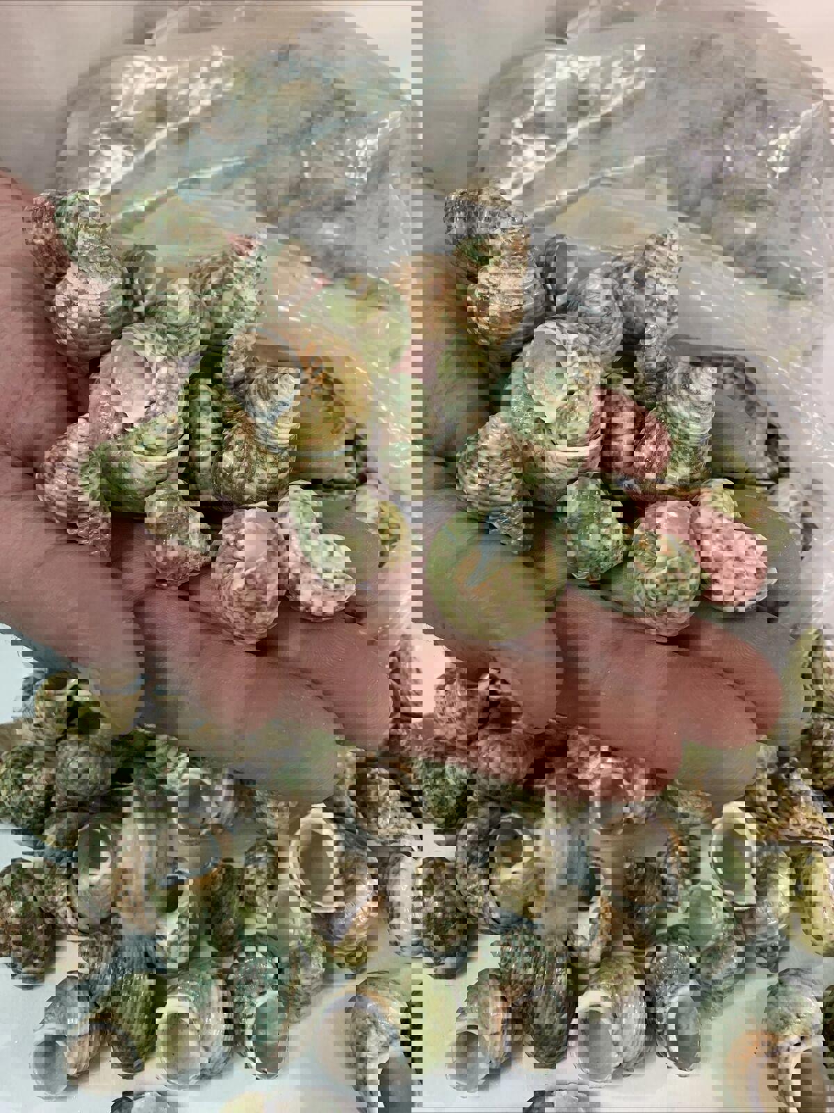 Natural Sea Shells 2 Pounds of Clean Very pretty green colored