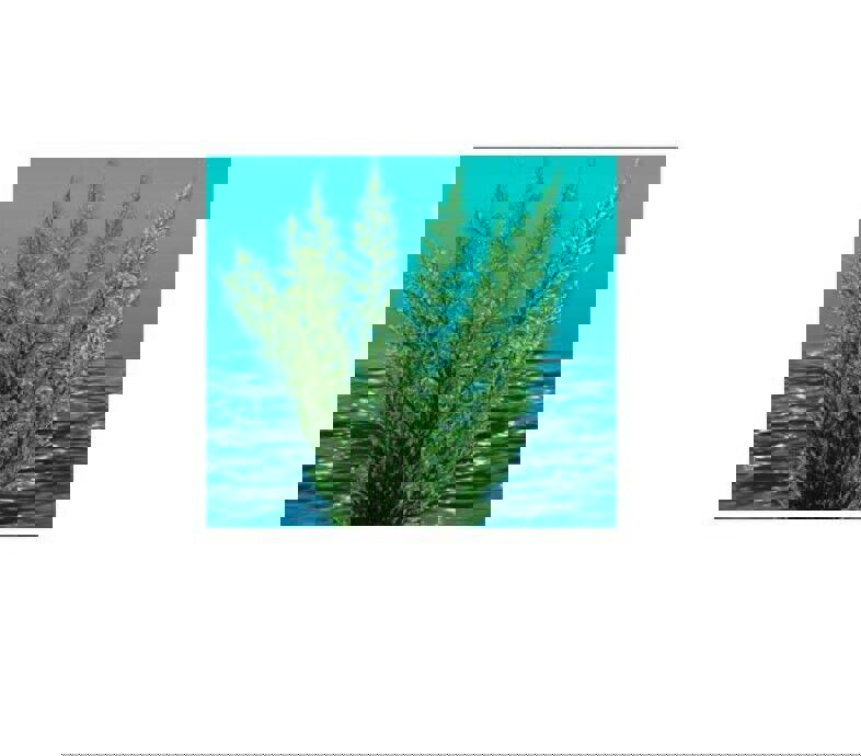 Nature's Image: Aquafern Medium, Freshwater 6" Red, Green or Rainbow Decor