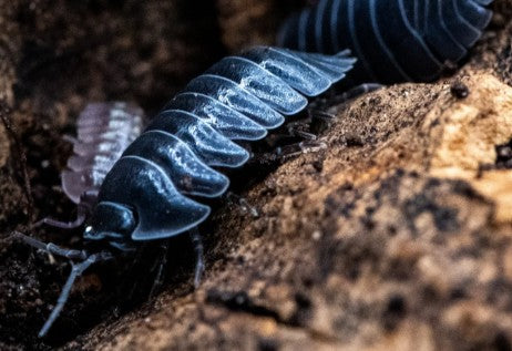 ARMADILLIDIUM DEPRESSUM