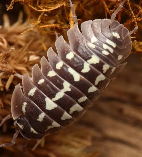 ARMADILLIDIUM GESTROL-- ZINGER