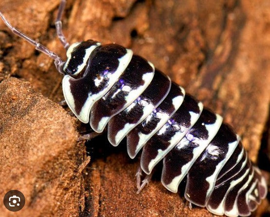ARMADILLIDIUM DEPRESSUM