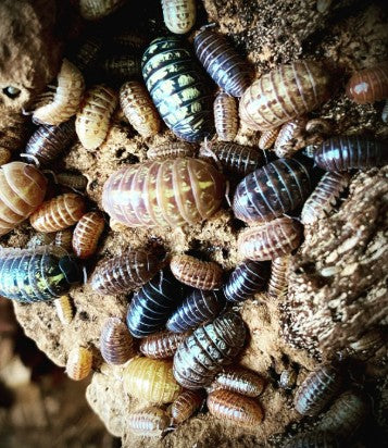 ARMADILLIDIUM VULGAR --MAGIC POTION