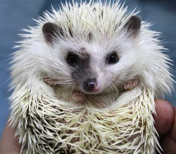 African Pygmy Hedgehog Babies – Cuddly Companions by PNC Family FInds