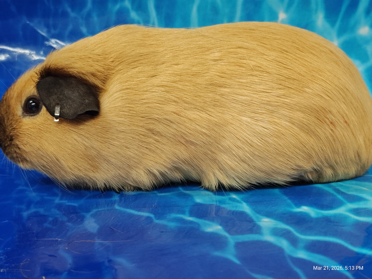 Guinea Pig Babies – Adorable Companions by PNC Family Finds