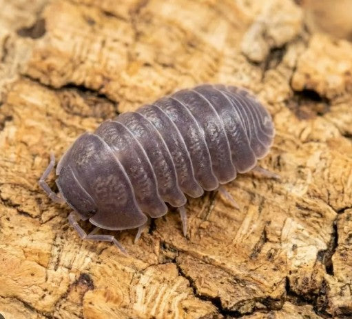 ARMADILLIDIUM DEPRESSUM
