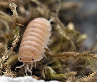 ARMADILLIDIUM DEPRESSUM
