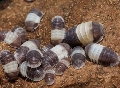 ARMADILLIDIUM DEPRESSUM