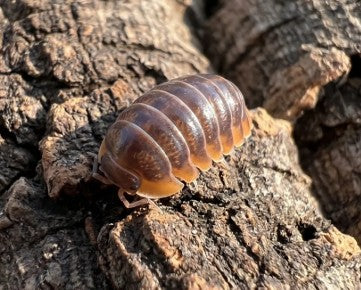 ARMADILLIDIUM DEPRESSUM