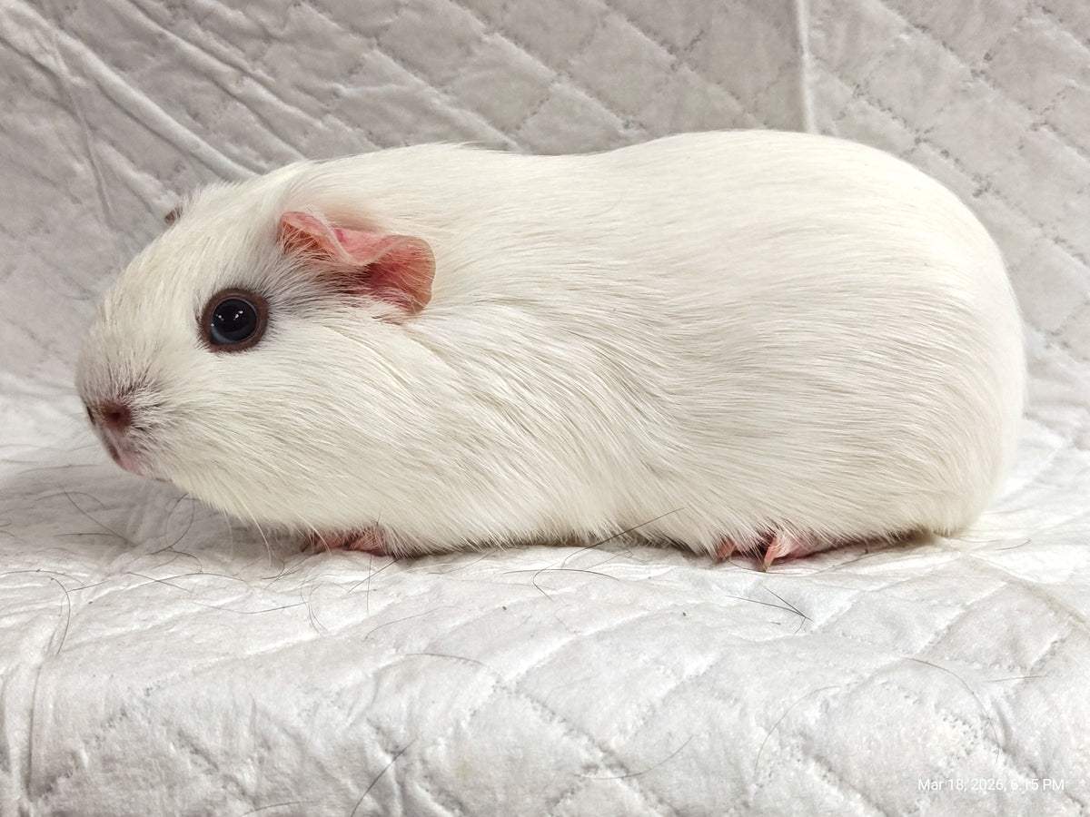 Guinea Pig Babies – Adorable Companions by PNC Family Finds