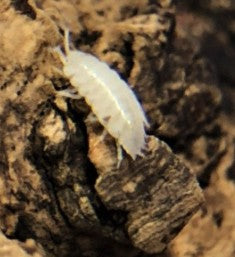 SPRINGTAILS