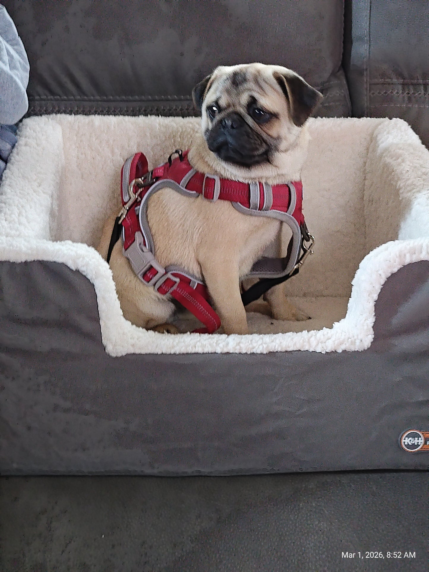 K&H Rectangle Pet Booster Pet Dog Car Seat - Large Grey