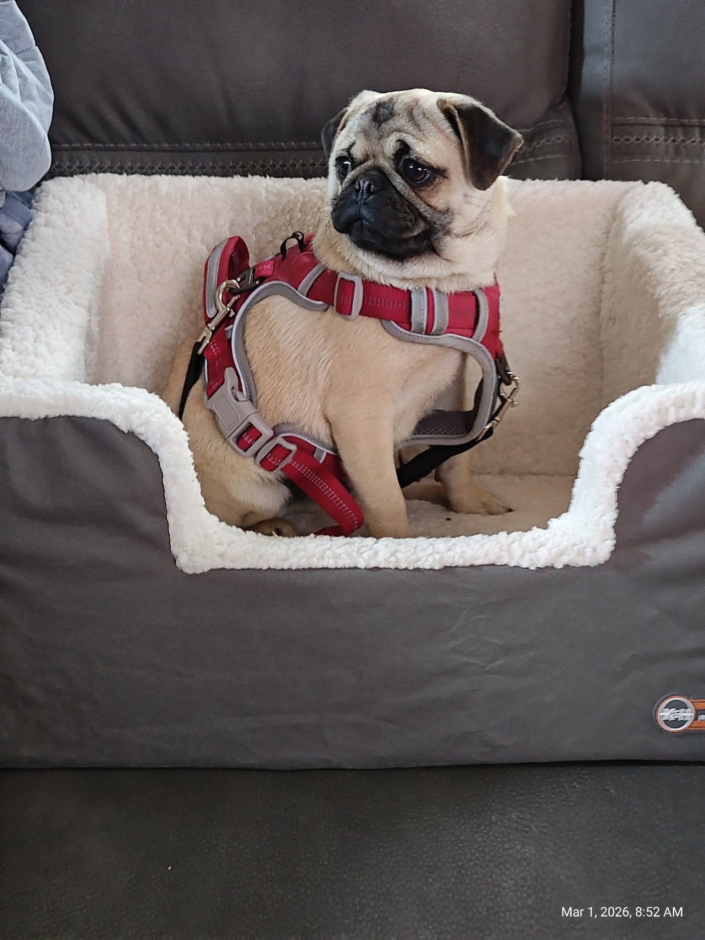 K&H Rectangle Pet Booster Pet Dog Car Seat - Large Grey