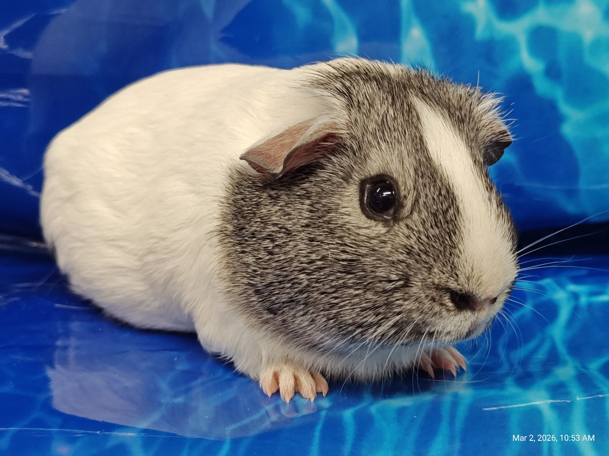 Guinea Pig Babies – Adorable Companions by PNC Family Finds