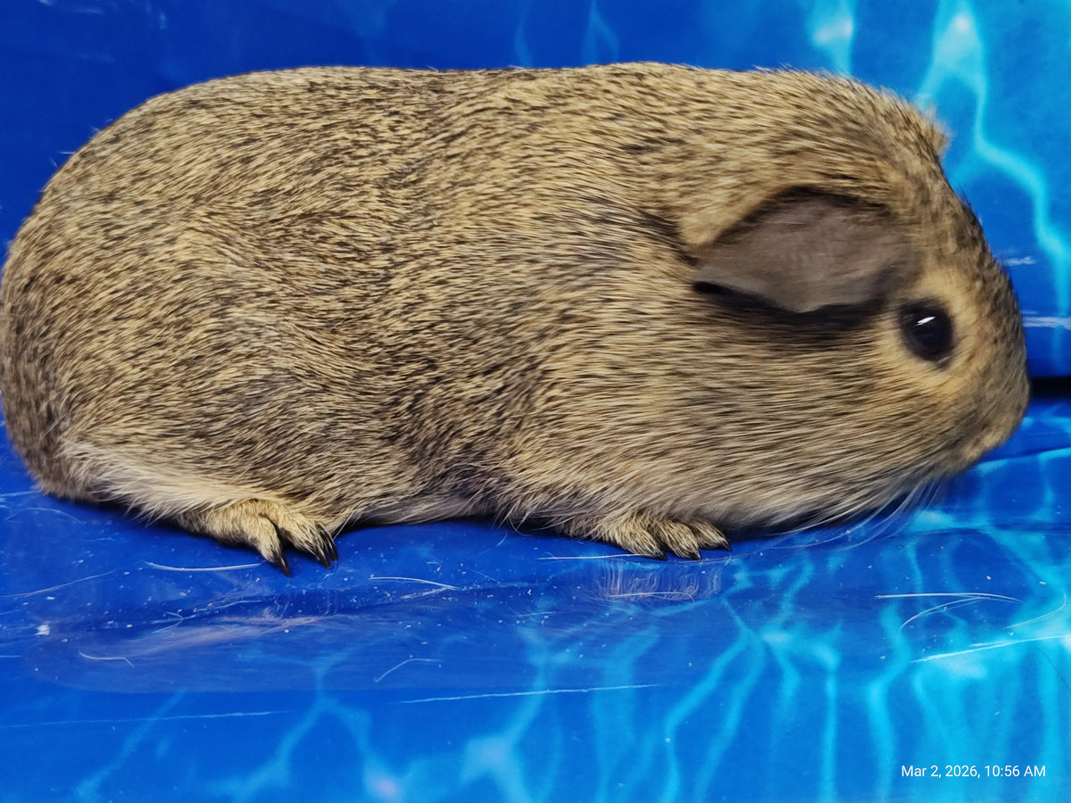Guinea Pig Babies – Adorable Companions by PNC Family Finds