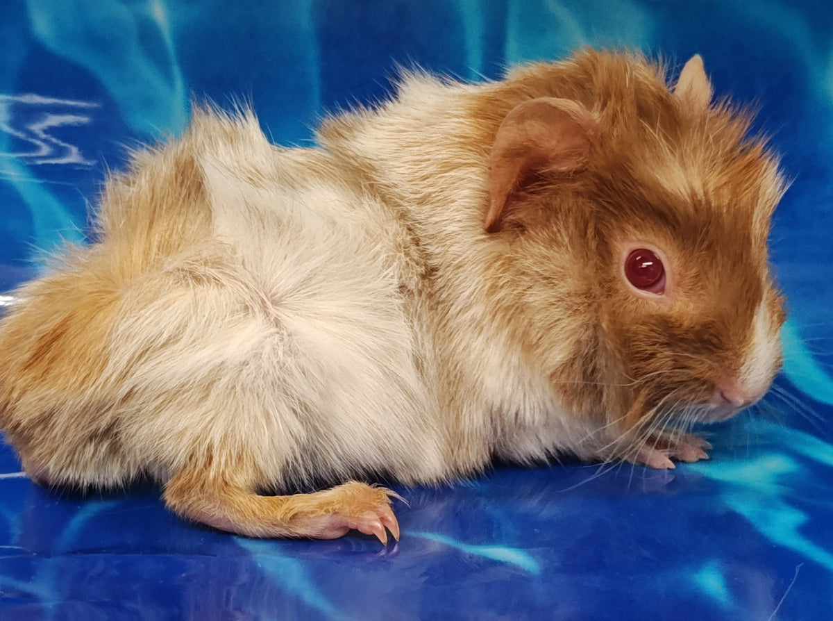Guinea Pig Babies – Adorable Companions by PNC Family Finds