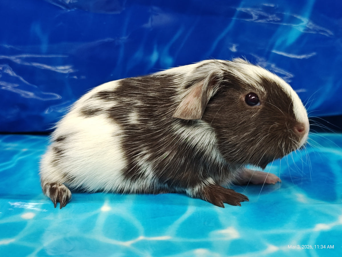 Guinea Pig Babies – Adorable Companions by PNC Family Finds
